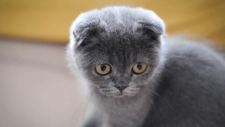 15 Cat Breeds That Struggle to Find Homes & 5 That Are Instant Hits