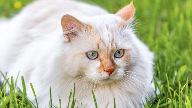 15 Cat Breeds With Origins as Fascinating as Their Looks