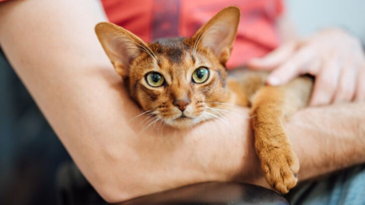 15 Cat Breeds You Should Probably Avoid