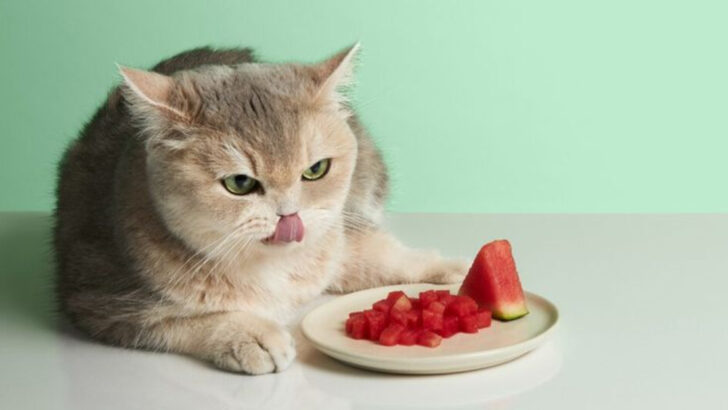 15 Cat-Friendly Fruits and Veggies Your Feline Can Safely Enjoy