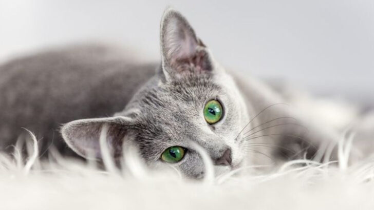 15 Emotional Needs Cats Hide Until They Trust You