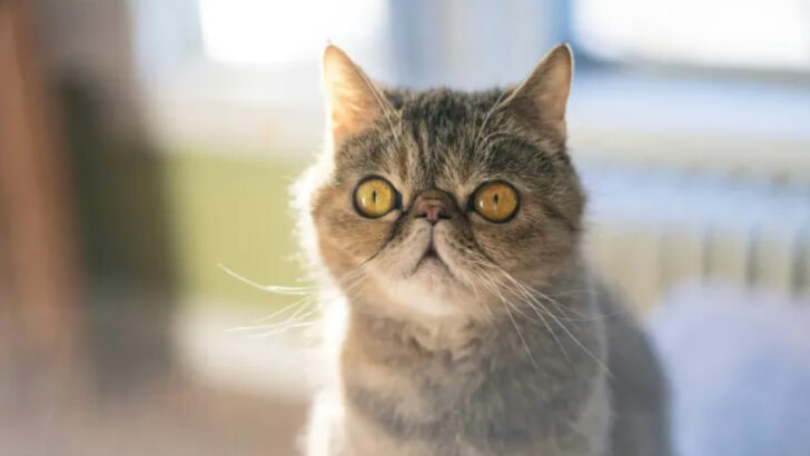 15 Friendliest Cats On Earth That Love Human Interaction (And 5 That Are Unfriendly)