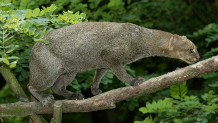 15 Hardest-To-Find Wild Animals In North America