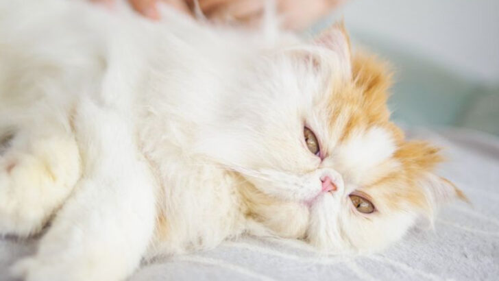 15 Hidden Costs of Owning a Purebred Persian Cat (Beyond the Cuteness)