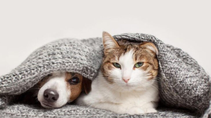 15 Reasons Cats Are Emotionally Safer Companions Than Dogs