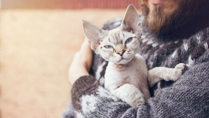 15 Remarkable Cats Who May Pick Up on Human Health Changes