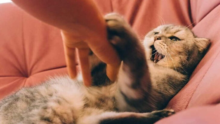 15 Subtle Cat Behavior Changes That Veterinarians Always Take Seriously