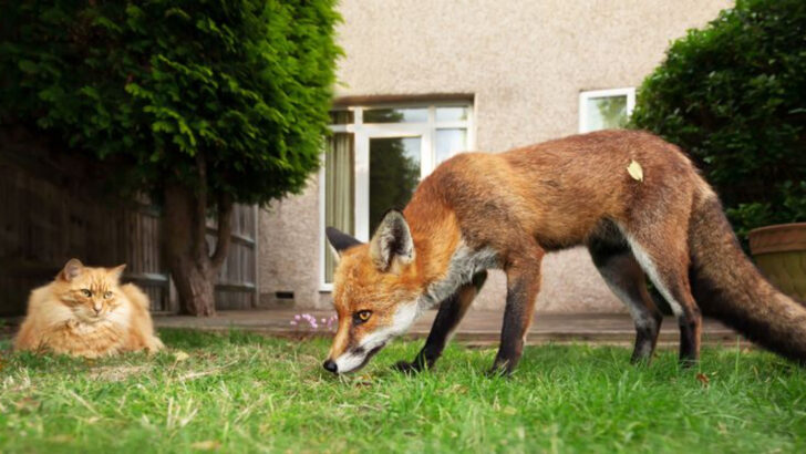 15 Surprising Local Animals That May Pose a Risk to Your Cat