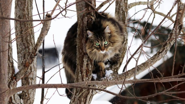 15 Sweetest Cat Breeds