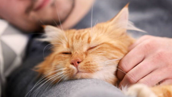 15 Things Your Cat Understands About You (That You Don’t)