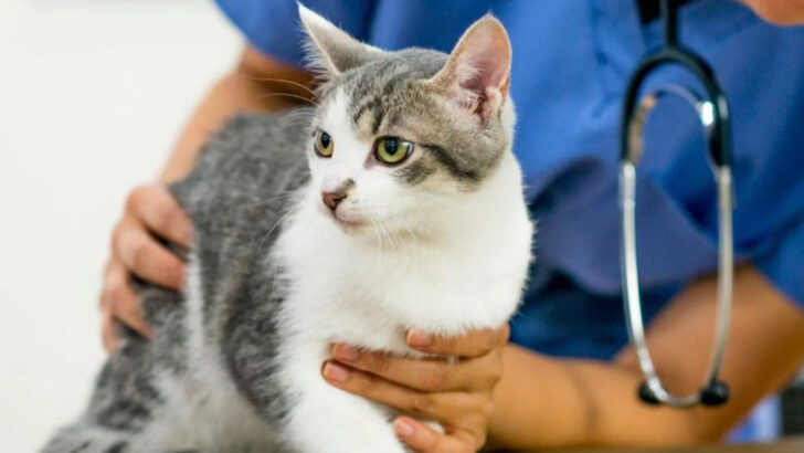 15 Things Your Vet Knows About Cats That You Might Not