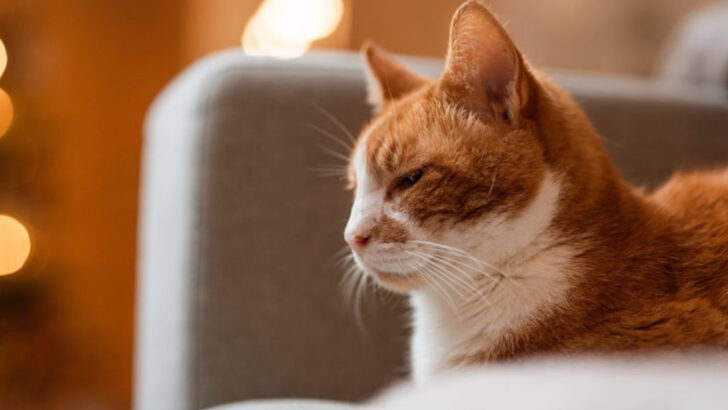 15 Ways Cats Offer Quiet Reassurance and Emotional Support During Times of Grief