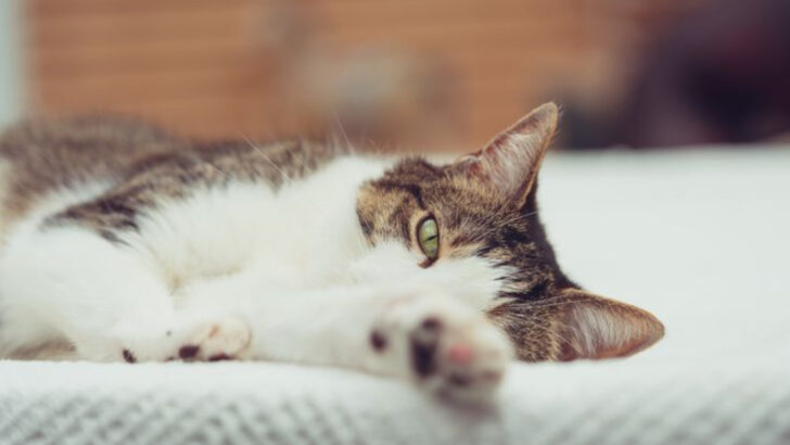15 Ways to Make Life Less Stressful for Your Cat
