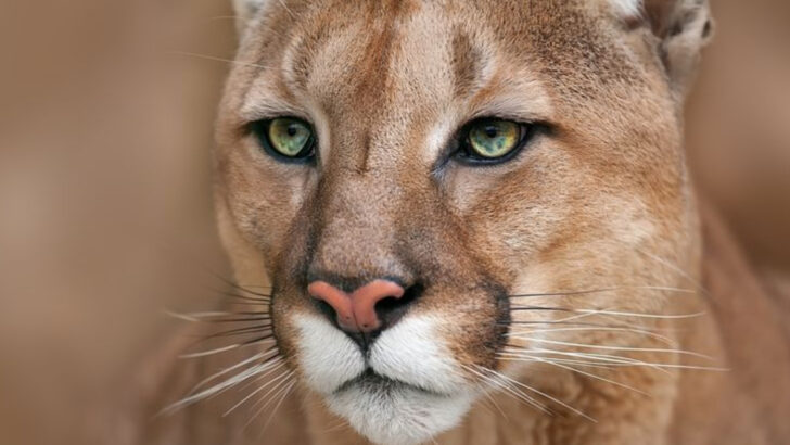 15 Wild Cats Whose Eye Colors Are Absolutely Breathtaking