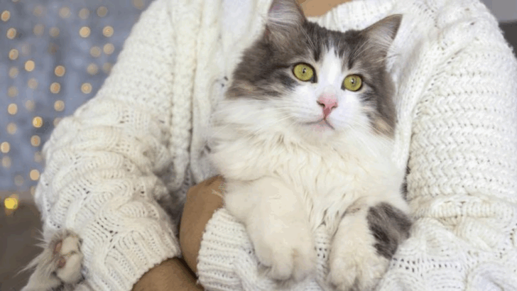 16 Cats That Love Lounging With You More Than Playing