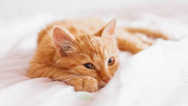 16 Ways You Could Be Losing Your Cat’s Trust Without Realizing It