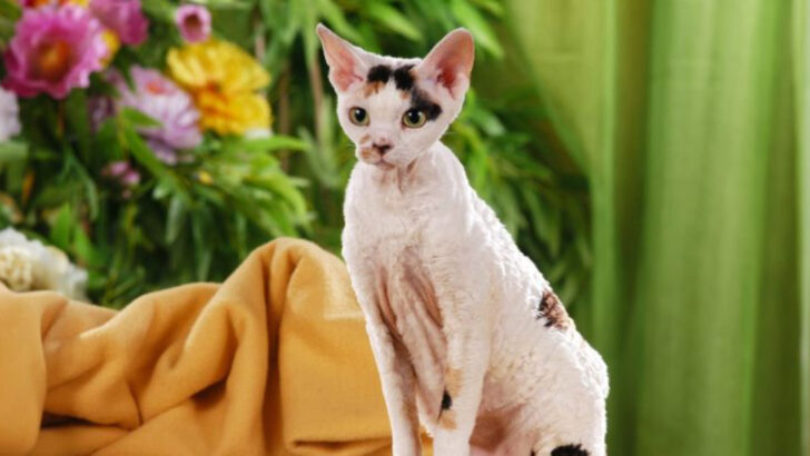 16 Cat Breeds That Create the Deepest Bonds With Their Owners