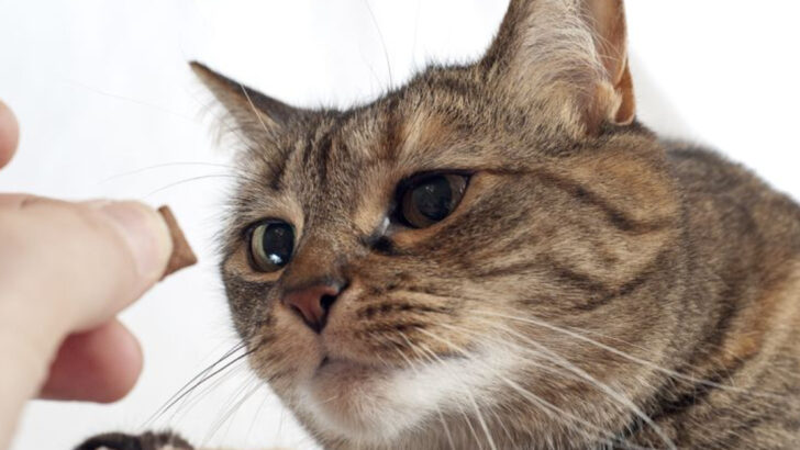 16 Do’s And Don’ts Smart Owners Use To Raise Well-Behaved Cats