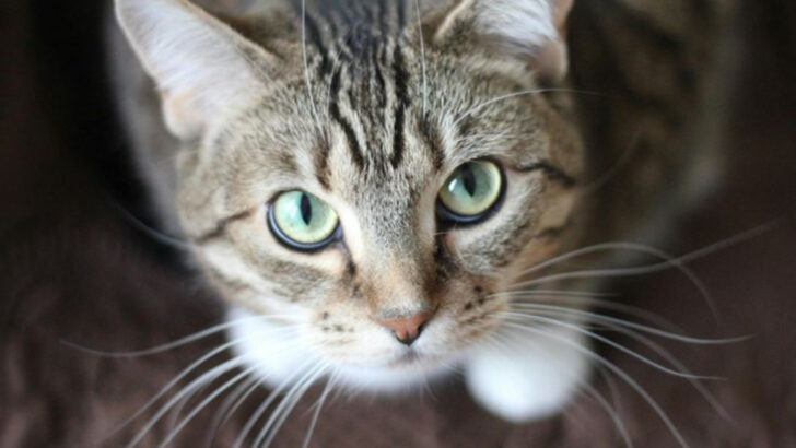 16 Reasons Tabby Cats Are the Ideal Companions for Every Home