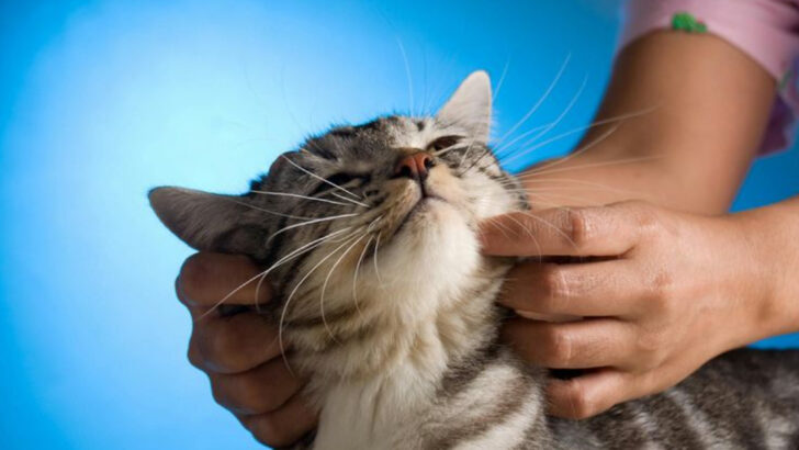 16 Things Cats Love That Most Owners Don’t Do Enough