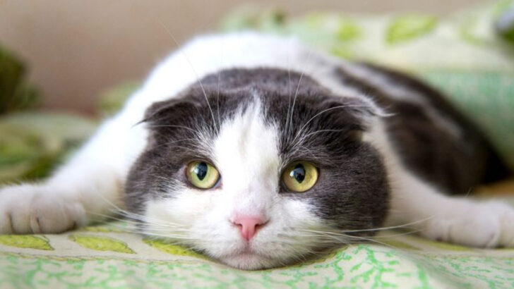 16 Types of People Who Just Aren’t Cut Out for Cat Ownership