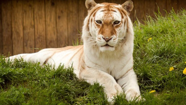16 Wild Cats That Challenge Nature’s Color Palette