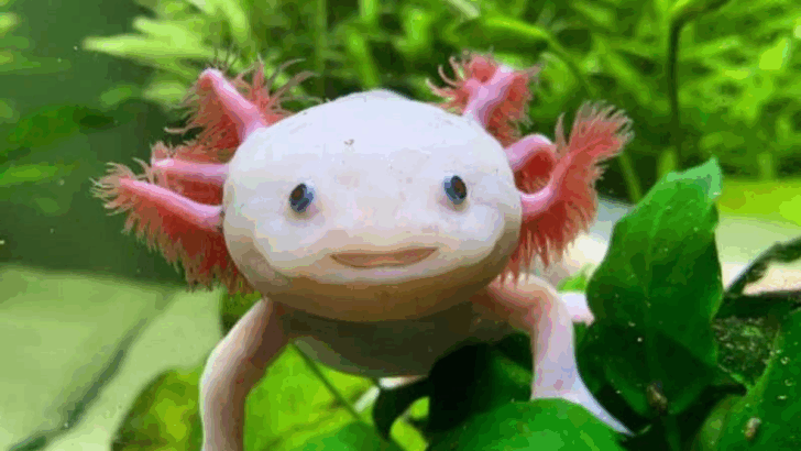 17 Fancy Pets That Need Five-Star Treatment—Every Day