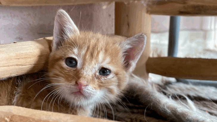 17 Hidden Behaviors That Rescue Cats Show When They’re Healing