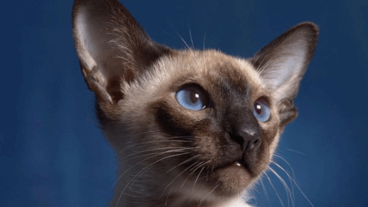 17 Most Independent Cat Breeds for Busy Owners