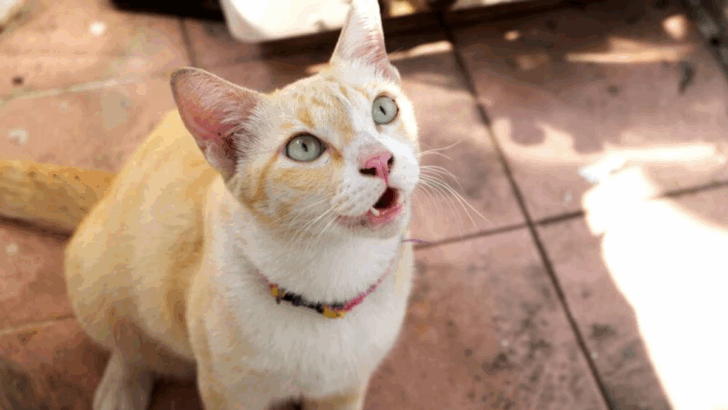 17 Secret Signals Your Rescue Cat Is Finally Healing