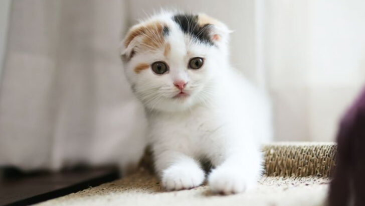 17 Cat Breeds That Bring Mischief (and Joy) to Any Home