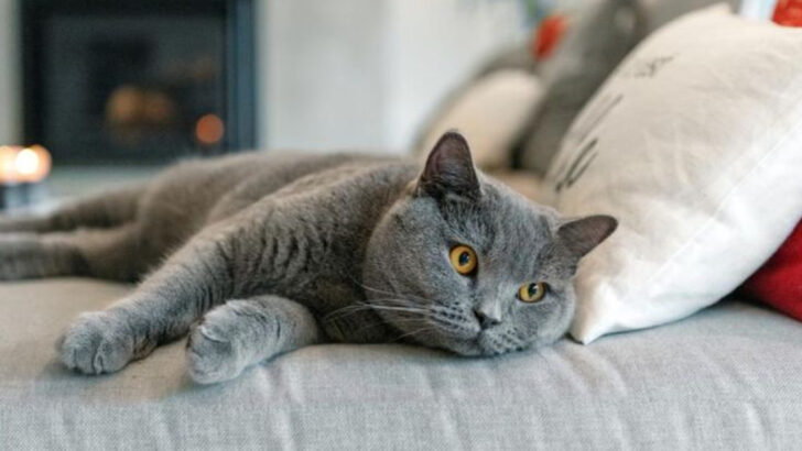 17 Cat Breeds That Get a Bad Rap — But Do They Really Deserve It?