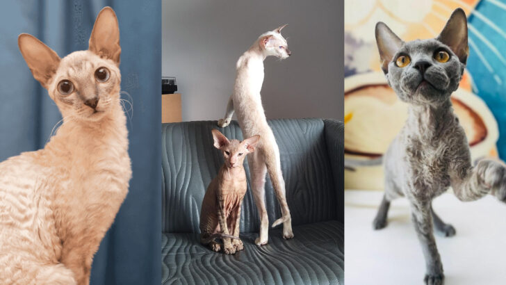 17 Cat Breeds with Unique Physical Features