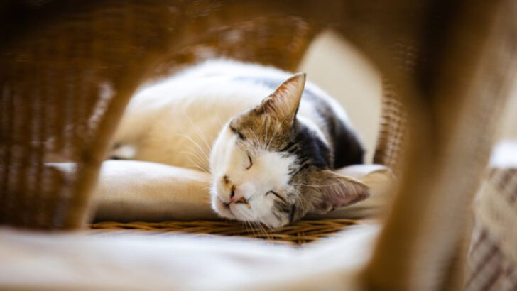 17 Common Mistakes Cat Owners Make – According to Veterinarians