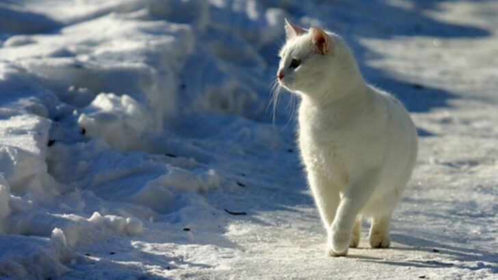 17 Common Outdoor Cat Care Mistakes and How to Avoid Them