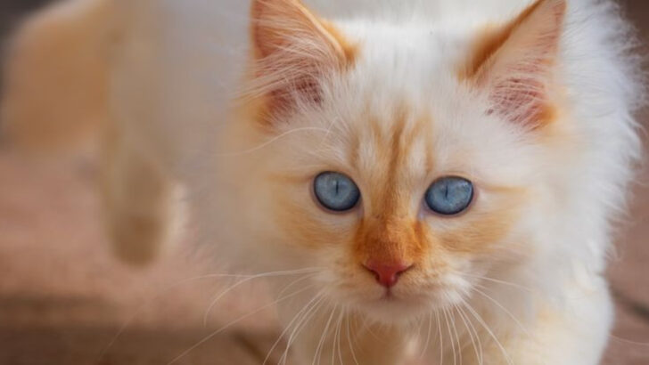 17 Names That Will Capture the Spirit of Your Cat’s Breed