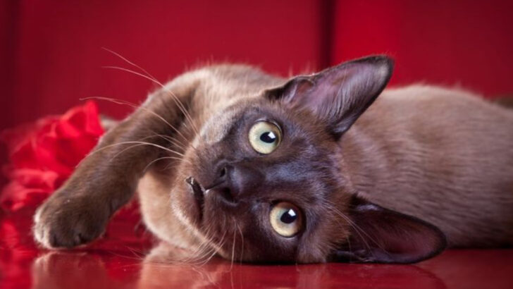17 Perfect Cats for Introverts Who Want a Loyal Sidekick
