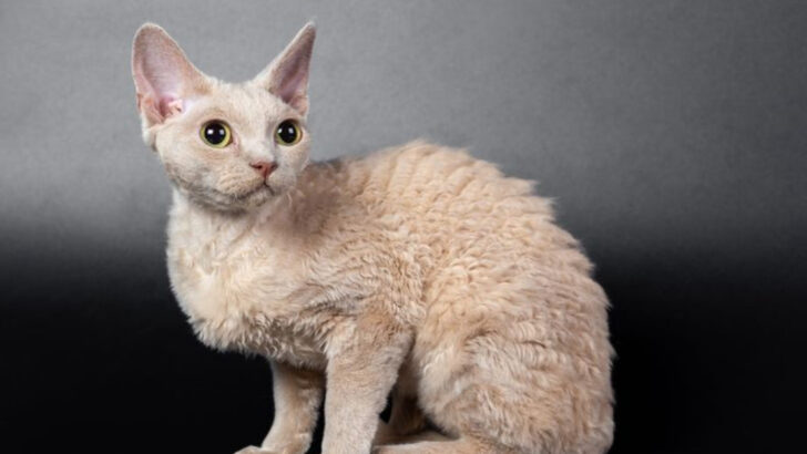 17 Polite Cat Breeds That Rarely Show Signs of Aggression
