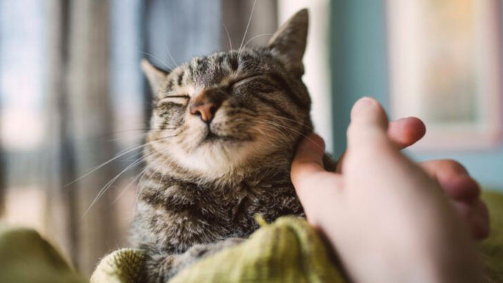 17 Small Reassurances That Make a Huge Difference to Cats
