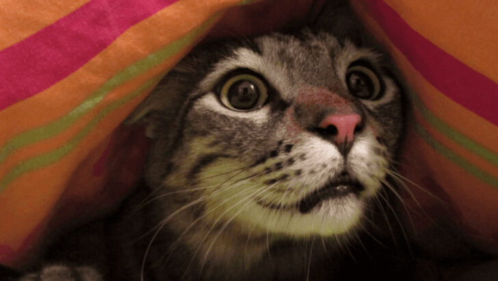 17 Subtle Cat Behaviors That Could Mean Trouble