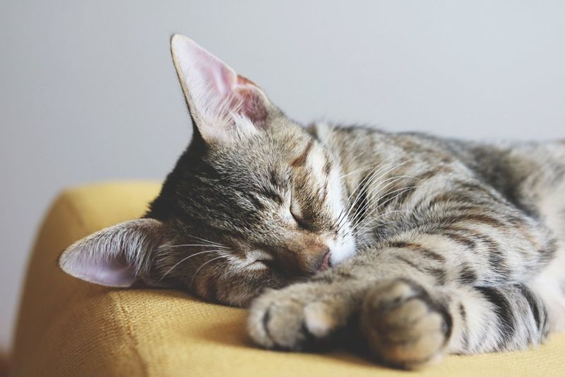 17. Excessive Sleeping