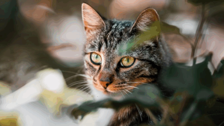 18 Cat Myths That Everyone Believes — But Aren’t True