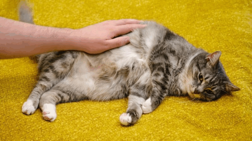 18 Warning Signs in Your Cat's Behavior That Should Never Be Ignored