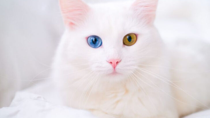 18 Curious Facts About White Cats to Know Before Adopting One
