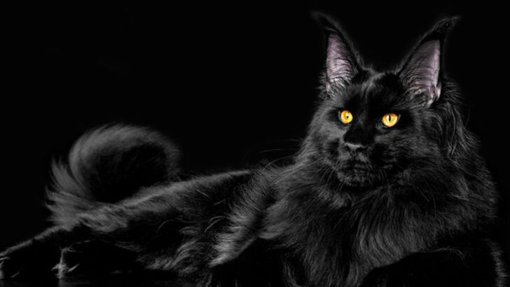18 Gorgeous Black Cat Breeds