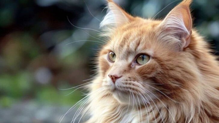 18 Reasons You Should Not Get A Maine Coon Cat