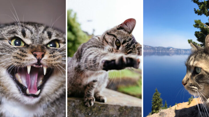 18 Signs Your Cat Is Mad at You
