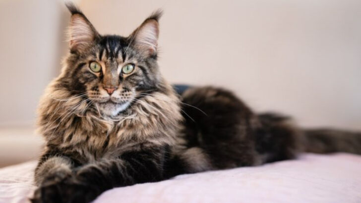 19 Cat Breeds That Are Most Commonly Returned To Shelters