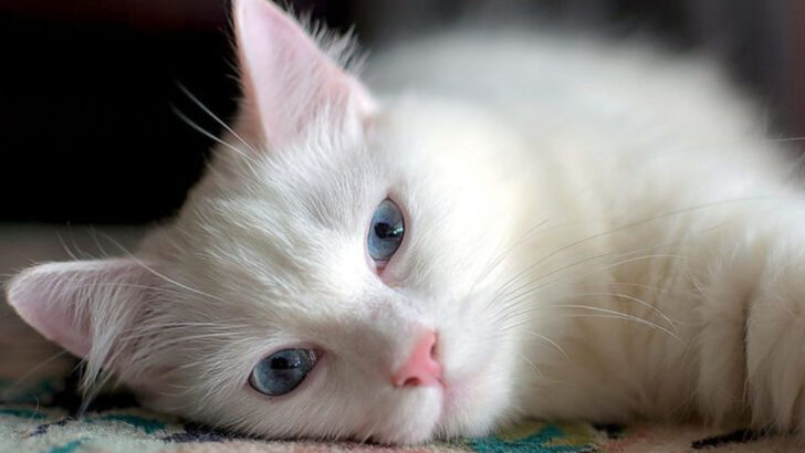 19 Cat Breeds That Bond Deeply & 5 That Stay Detached