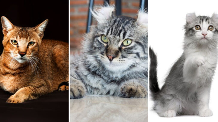 19 Interesting and Unique Hybrid Cat Breeds